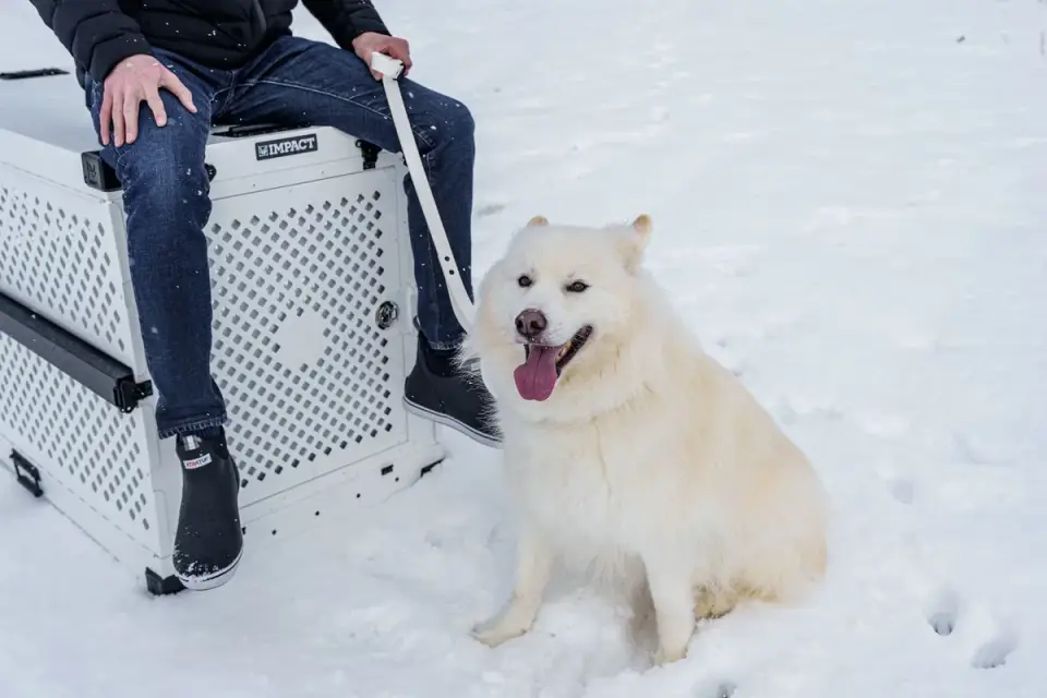 Dog in a travel crate