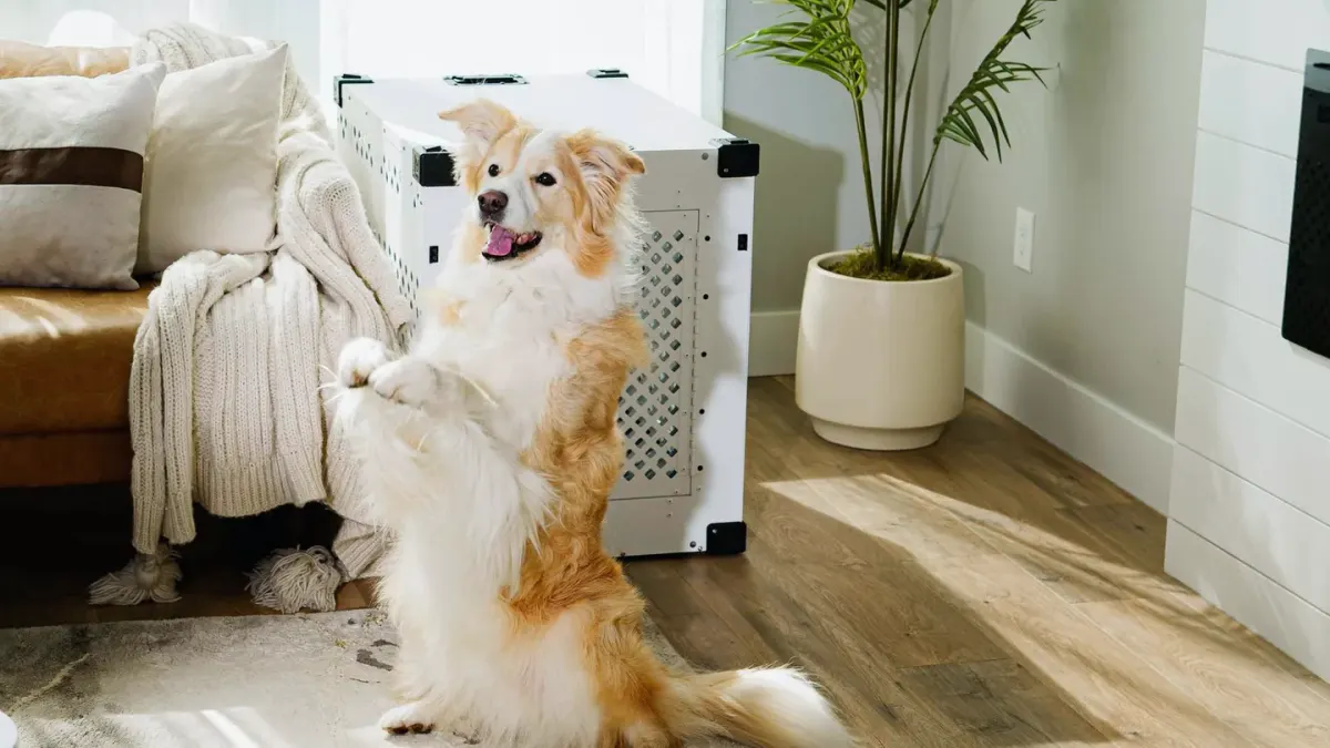 Dog in a travel crate