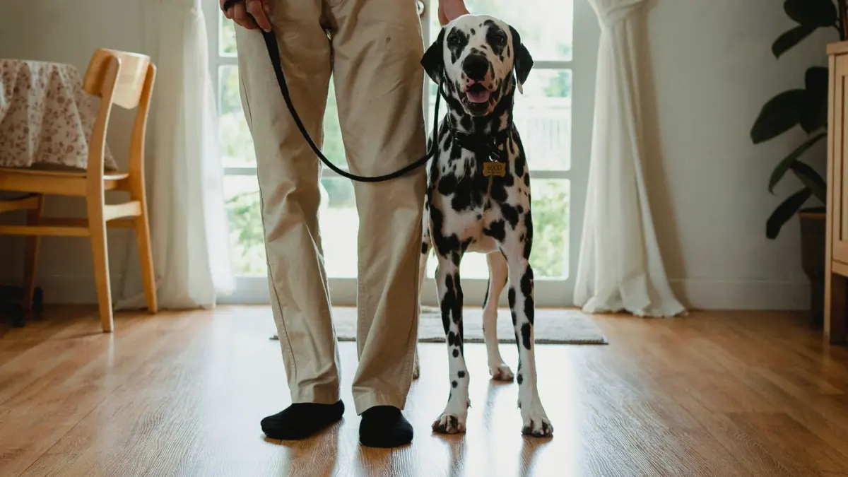 Dog in kitchen with owner