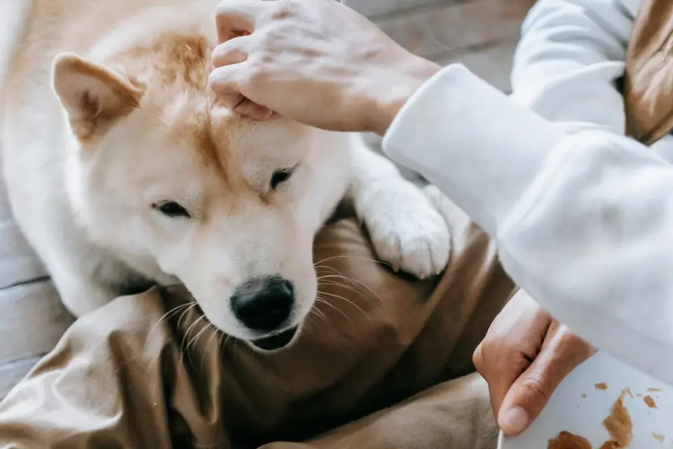 Dog in kitchen with owner