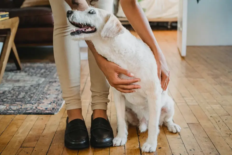 Dog in kitchen with owner
