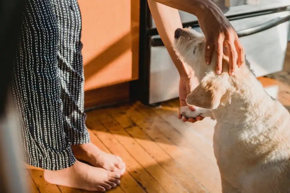 Dog in kitchen with owner