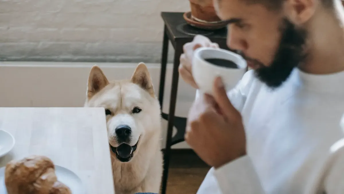 Dog in kitchen with owner