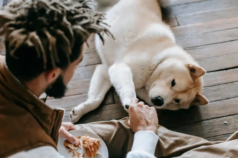 Dog in kitchen with owner