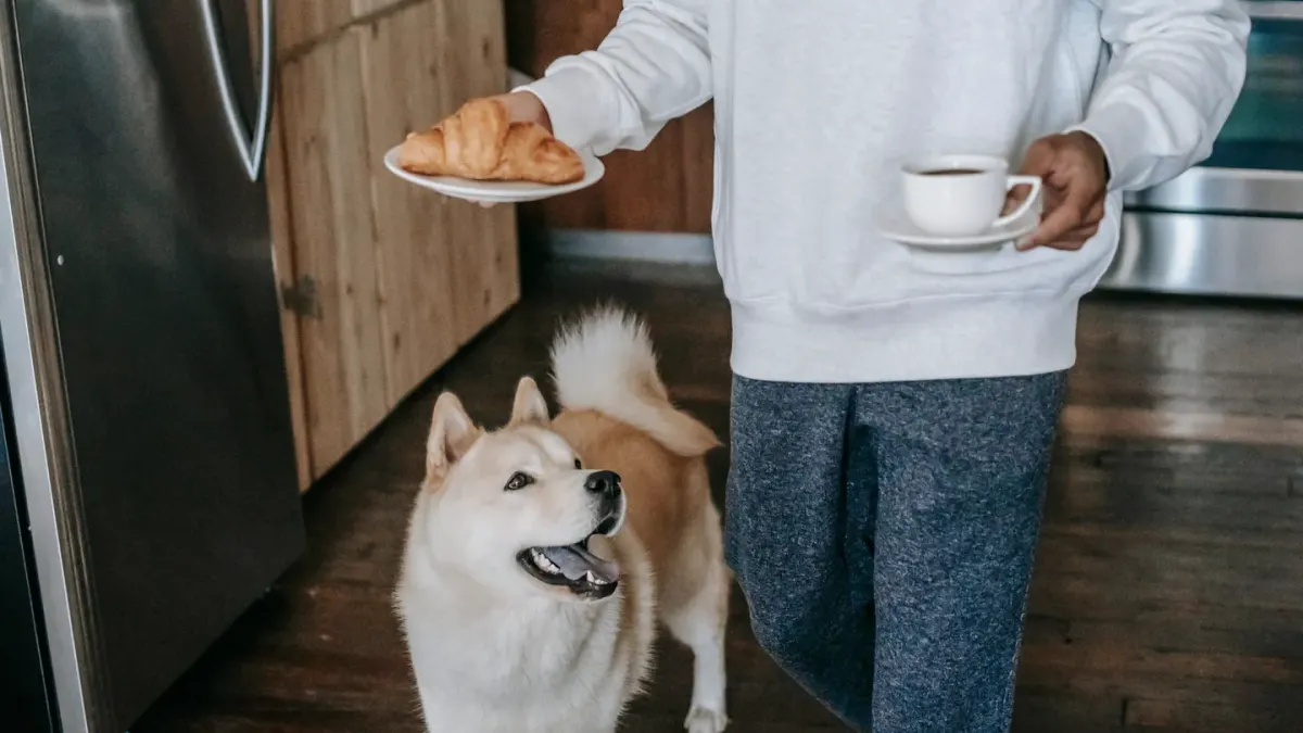 Dog in kitchen with owner