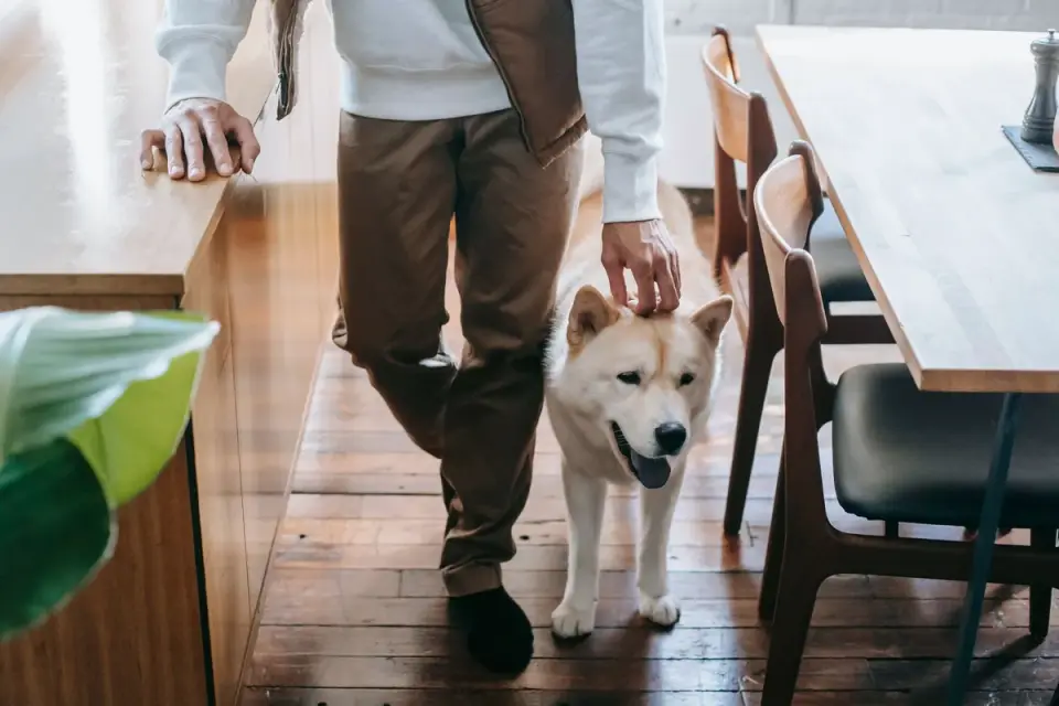 Dog in kitchen with owner
