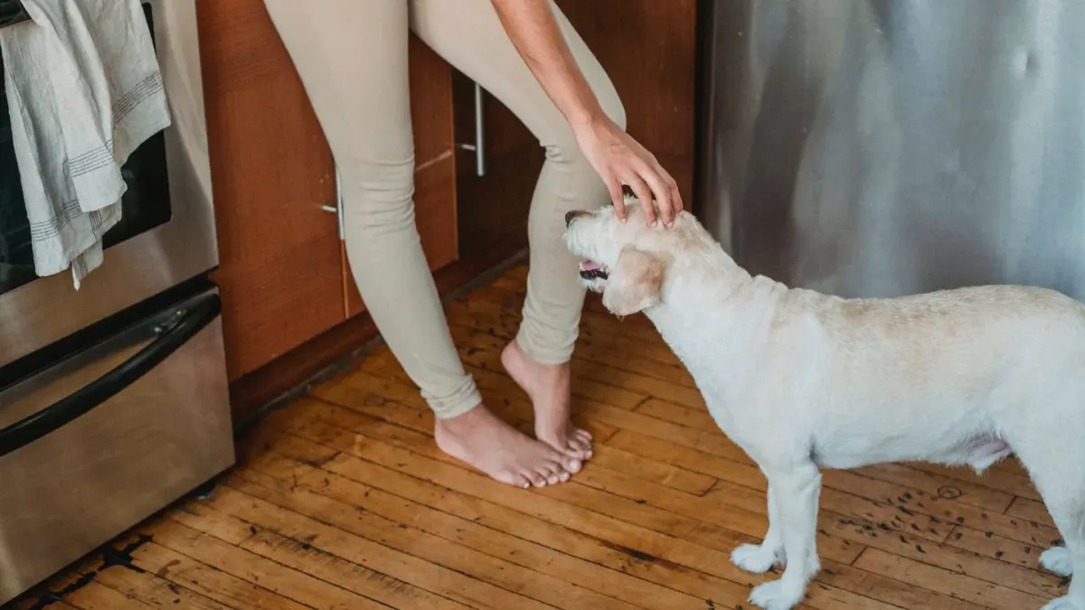 Dog in kitchen with owner