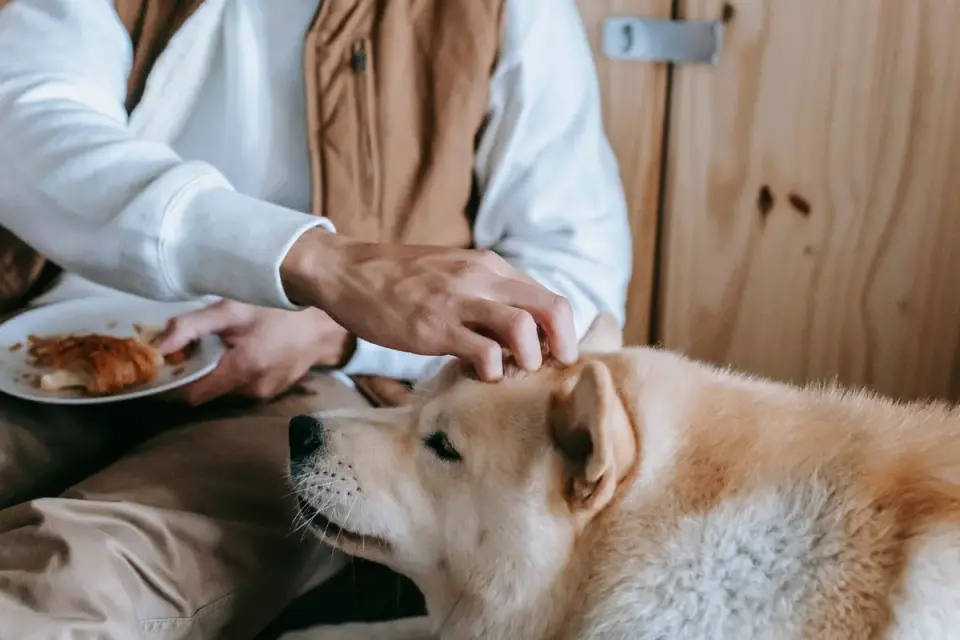 Dog in kitchen with owner
