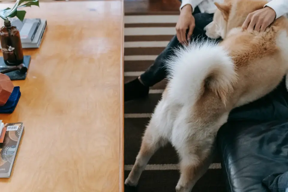 Dog in kitchen with owner