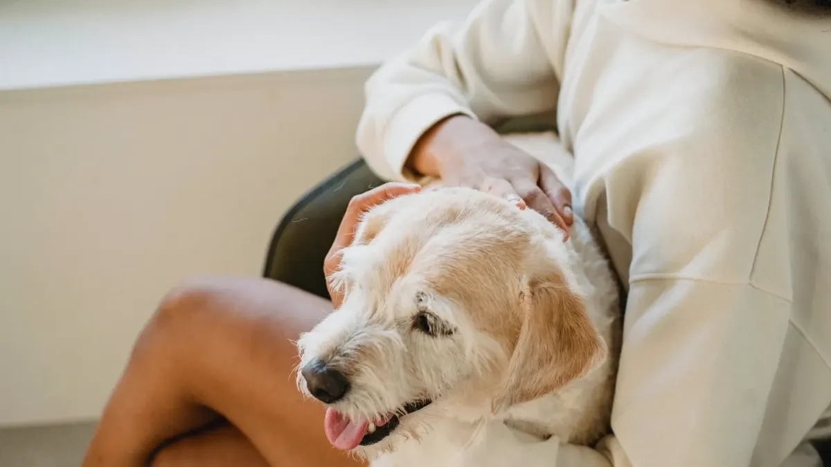 Dog in kitchen with owner