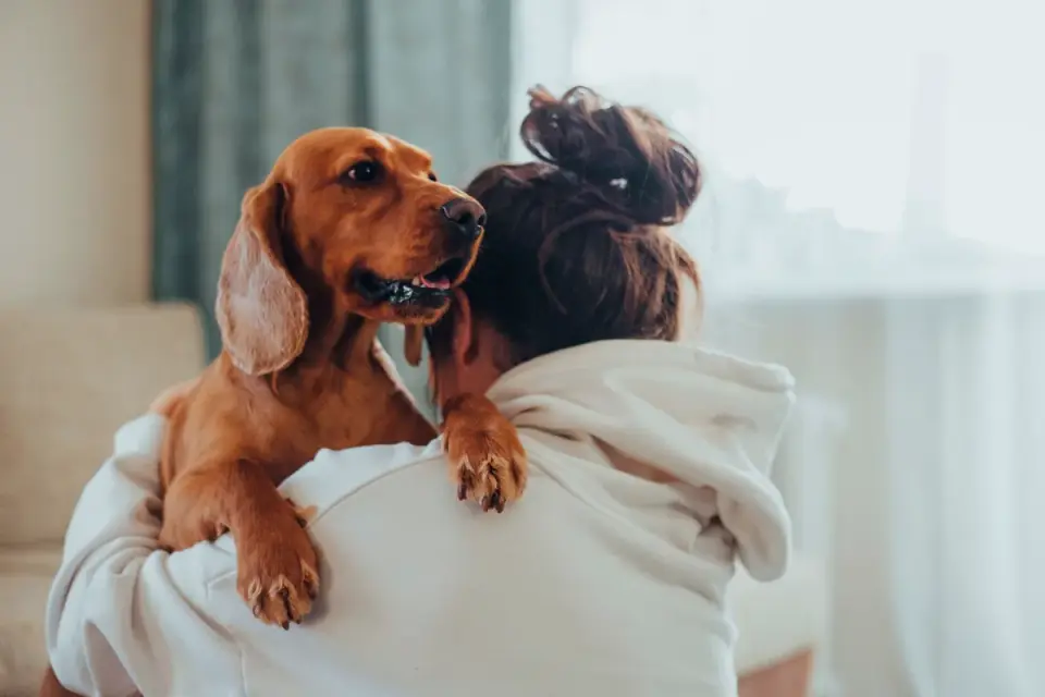 Dog in kitchen with owner