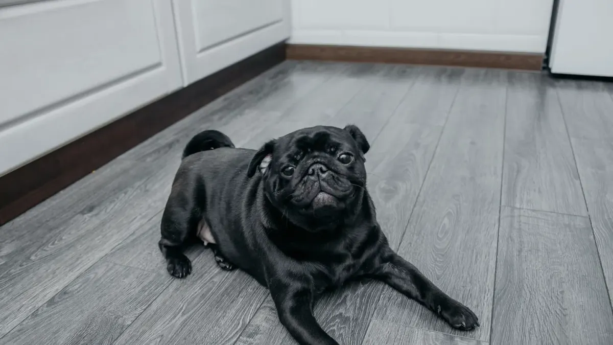 Dog lying on a floor