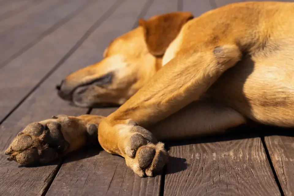 Dog lying on a floor