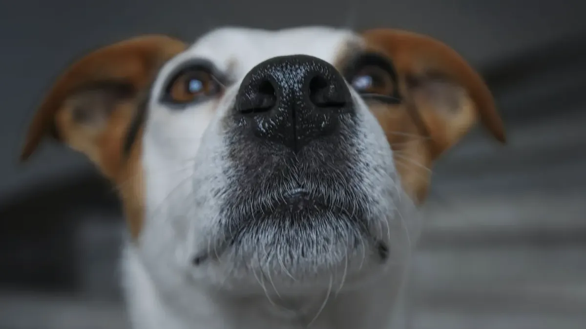 Dog on stairs