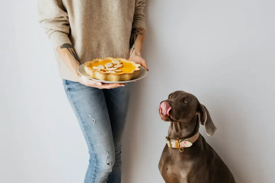 Dog owner preparing a meal