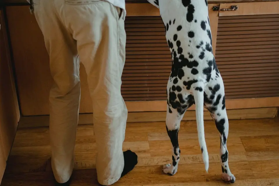 Dog owner preparing a meal