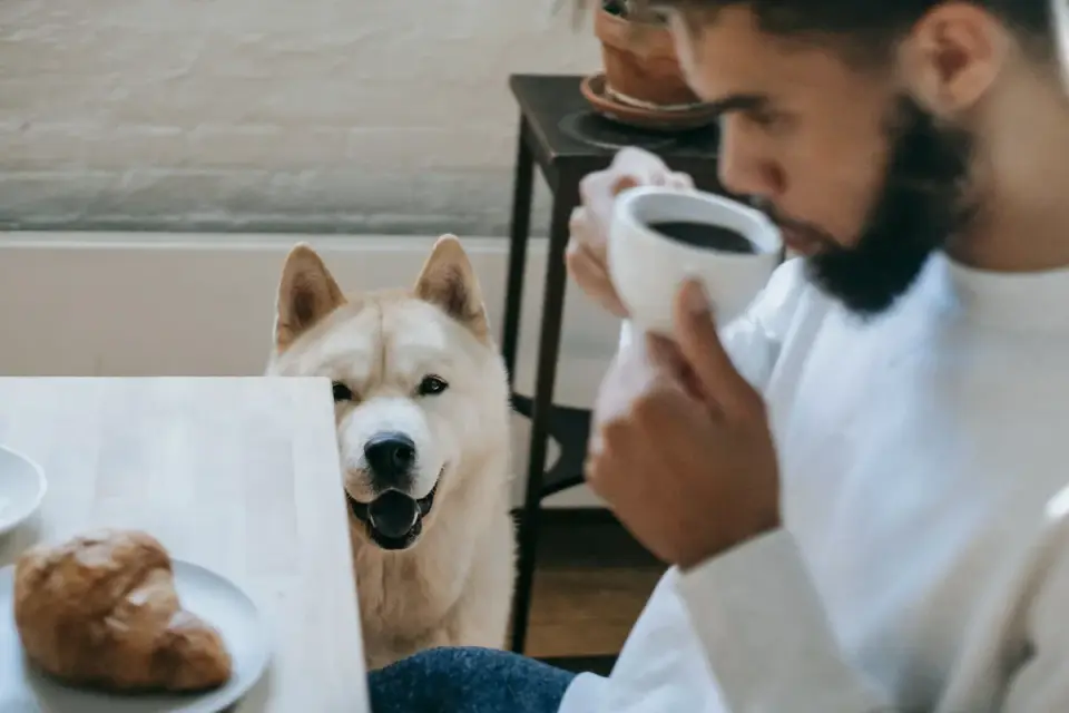 Dog owner preparing a meal