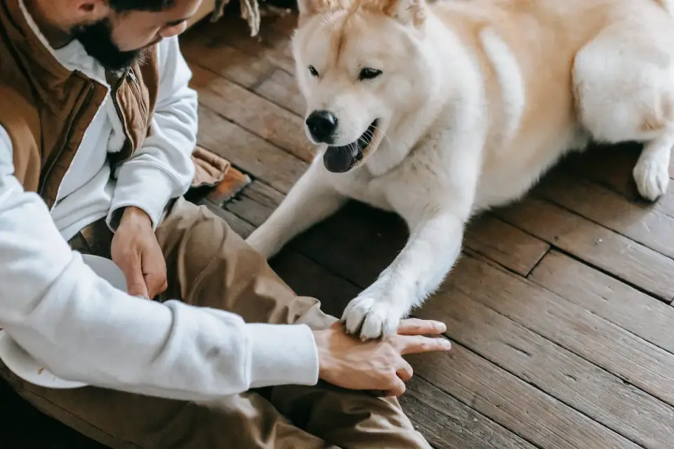 Dog owner preparing a meal