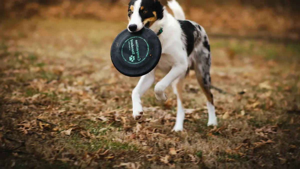 Dog playing outdoors