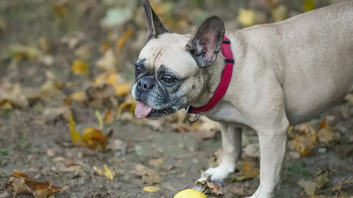 Dog playing outdoors