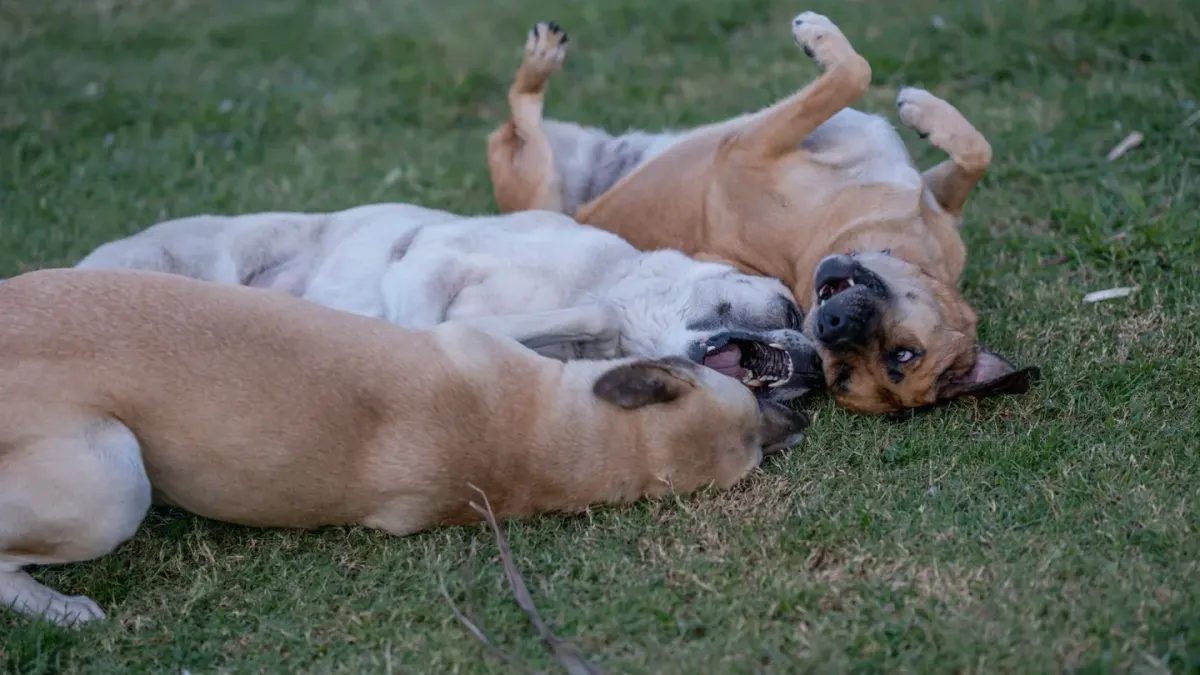 Dog playing outdoors