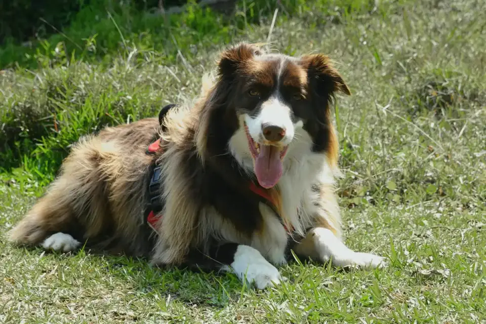 Dog playing outdoors
