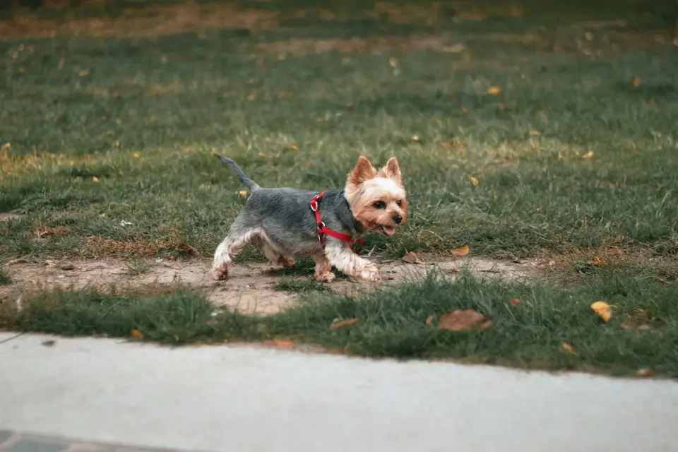 Dog playing outdoors