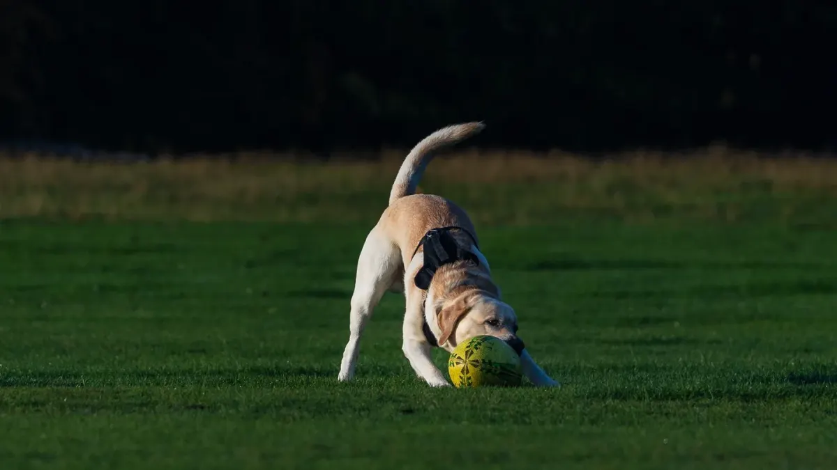 Dog playing with a ball