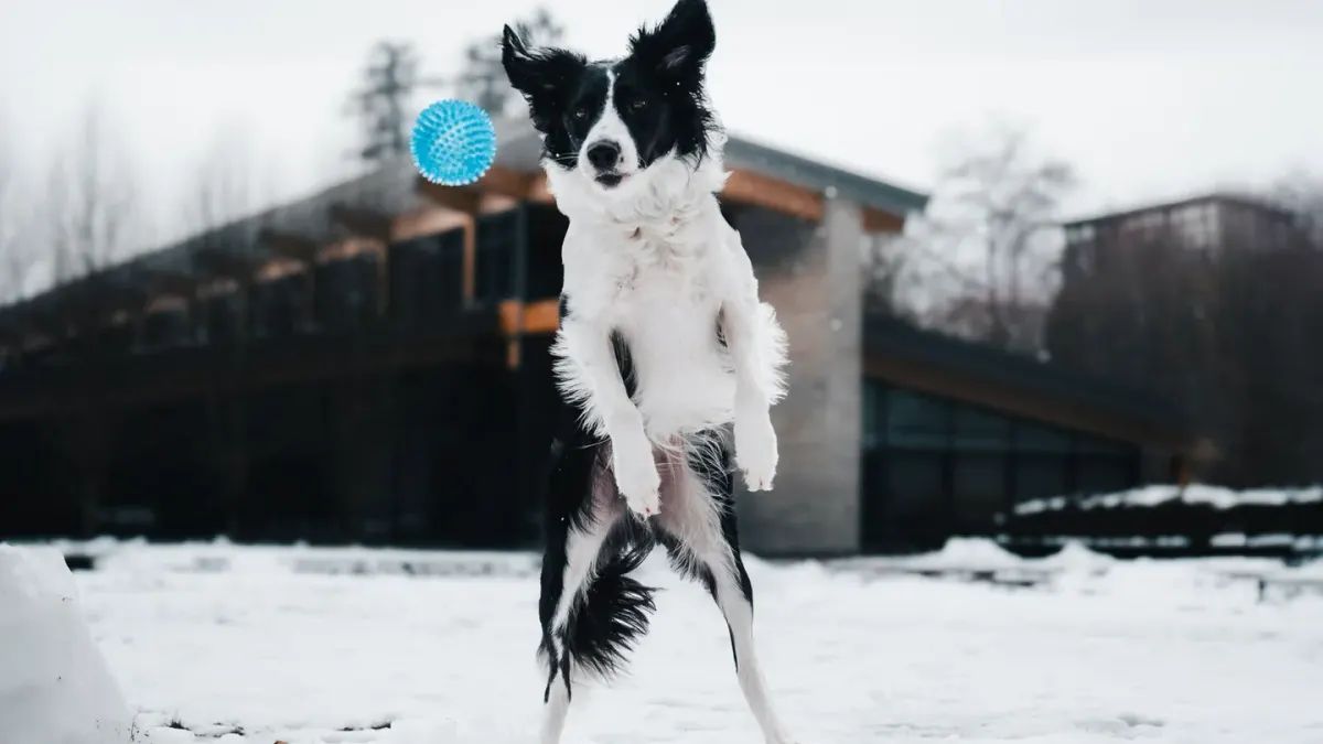 Dog playing with a ball