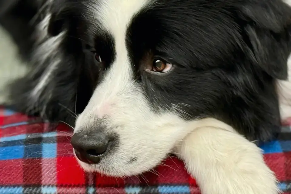 Dog relaxing on a rug