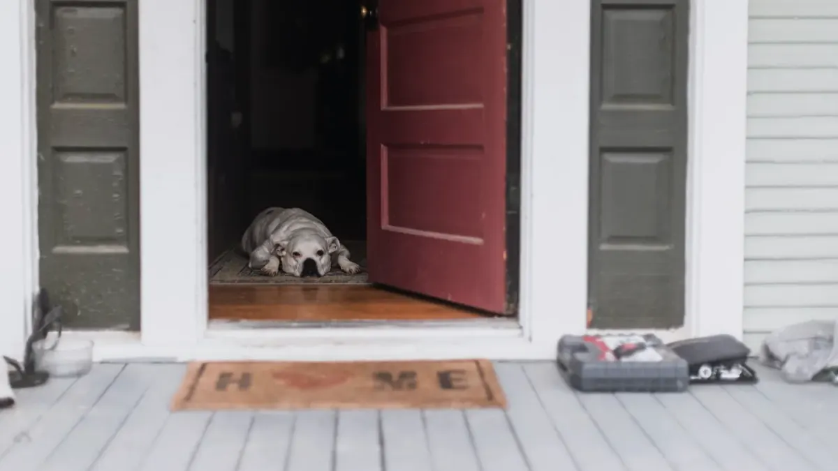 Dog resting after a walk