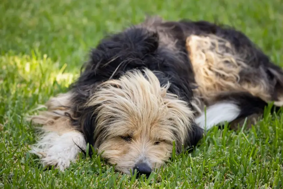 Dog resting after a walk