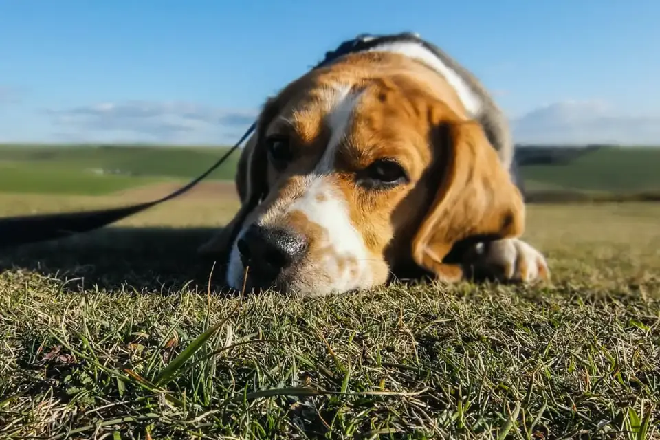 Dog resting after a walk
