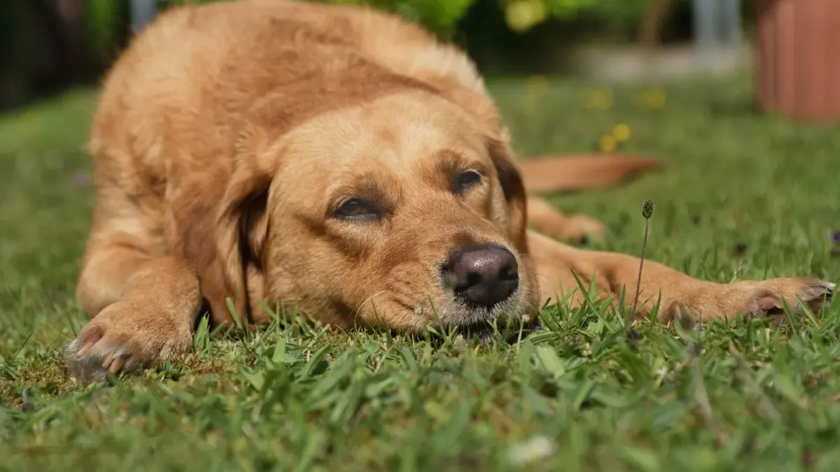 Dog resting after a walk
