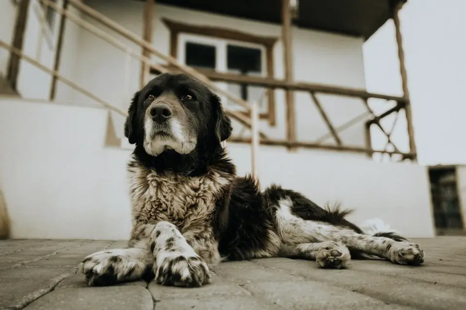 Dog resting after a walk