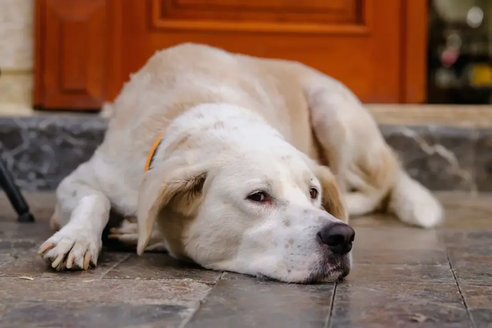 Dog resting after walk home