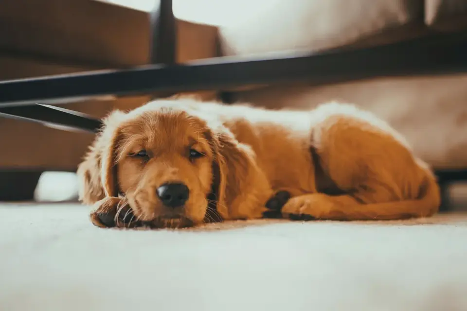 Dog resting at home