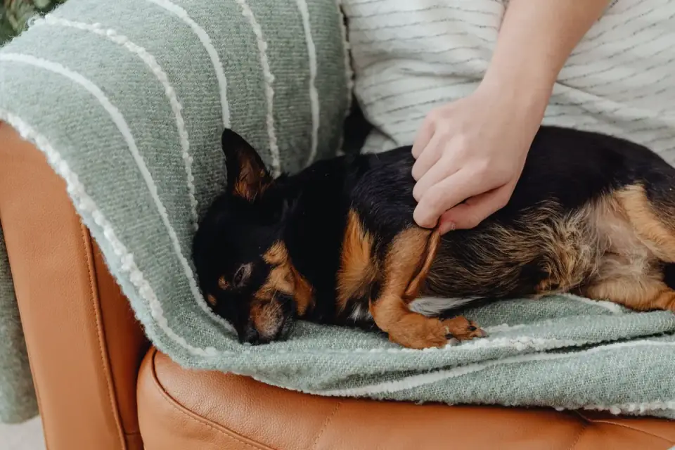 Dog resting at home