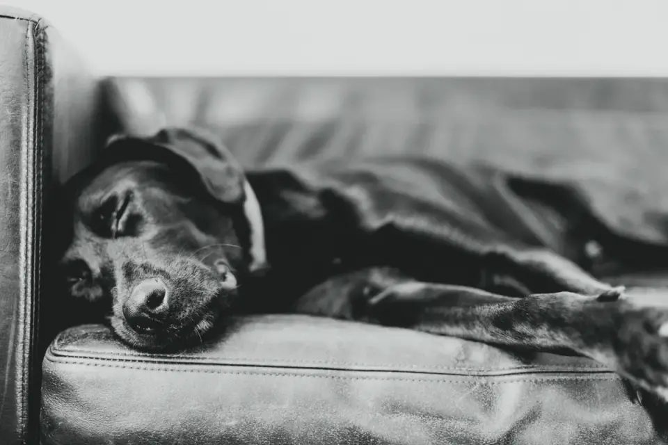 Dog resting at home