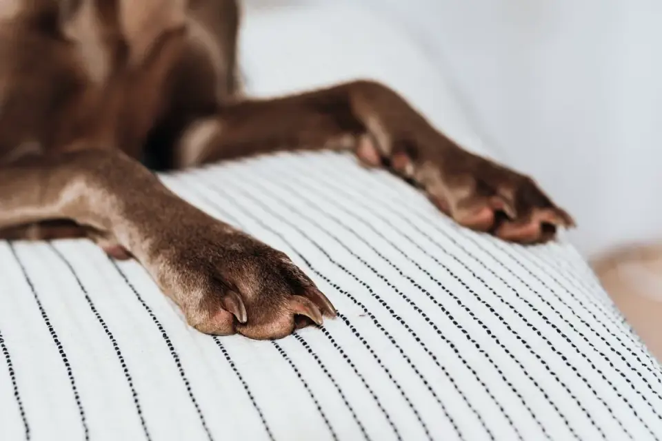 Dog resting at home