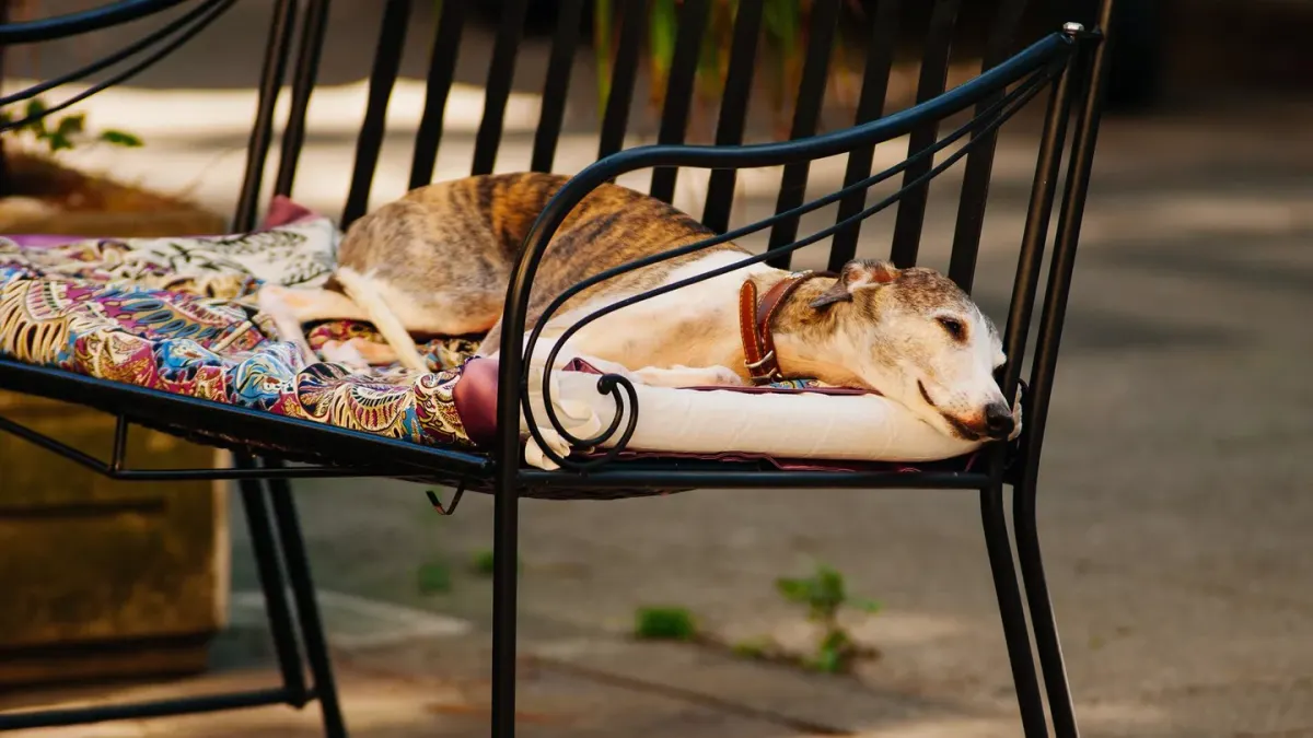 Dog resting at home