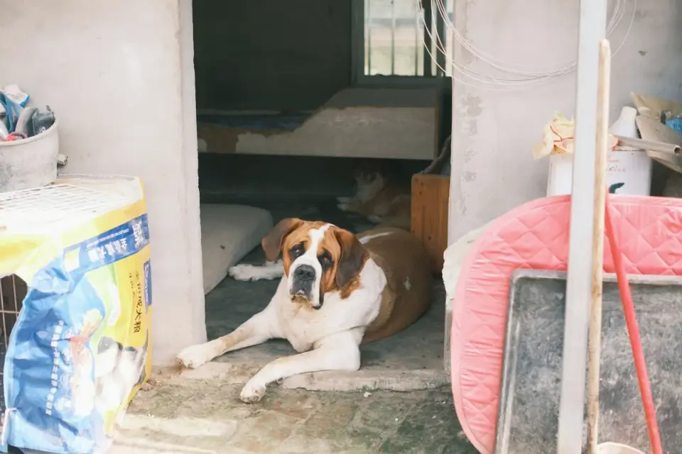 Dog resting at home
