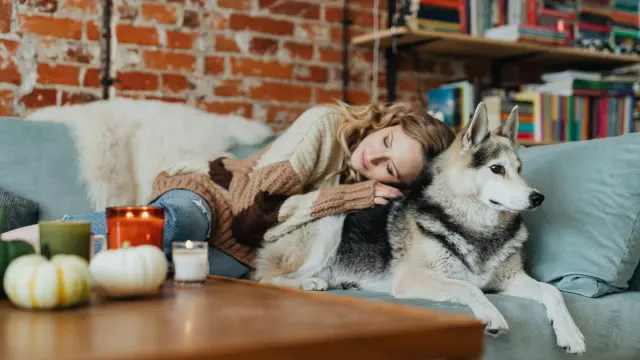 Dog resting beside an owner