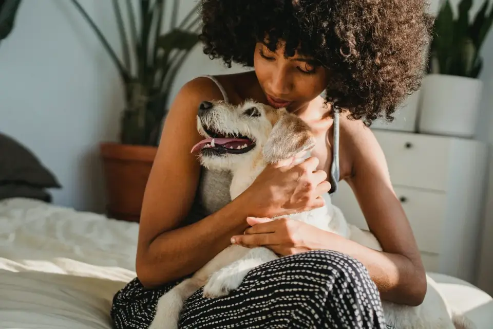 Dog resting beside an owner