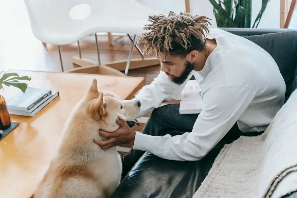 Dog resting beside an owner
