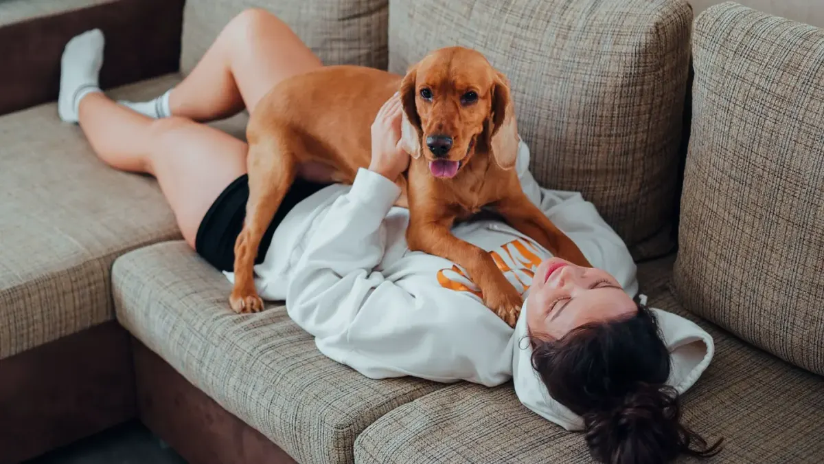 Dog resting beside an owner