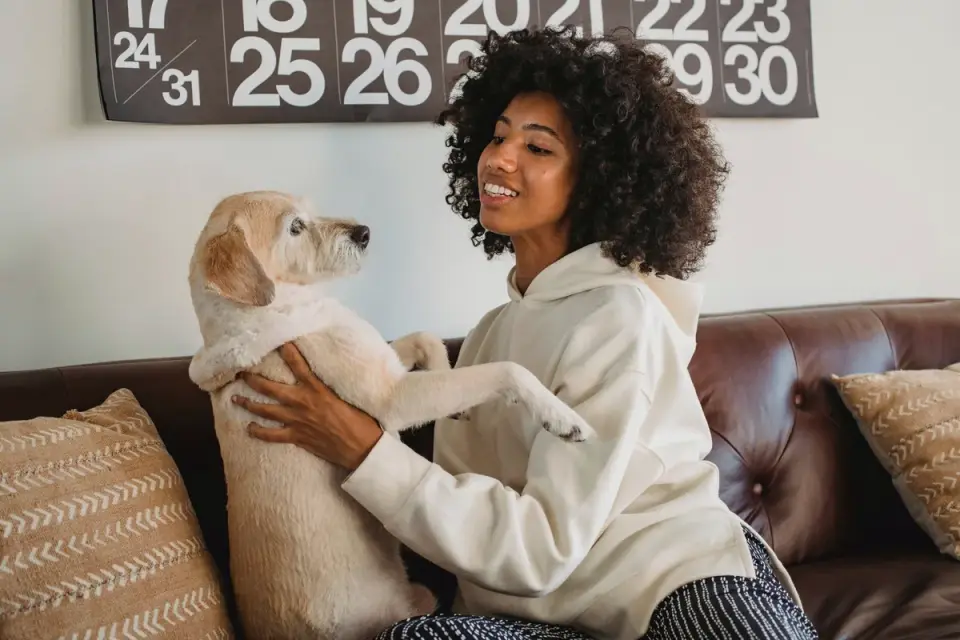 Dog resting beside an owner