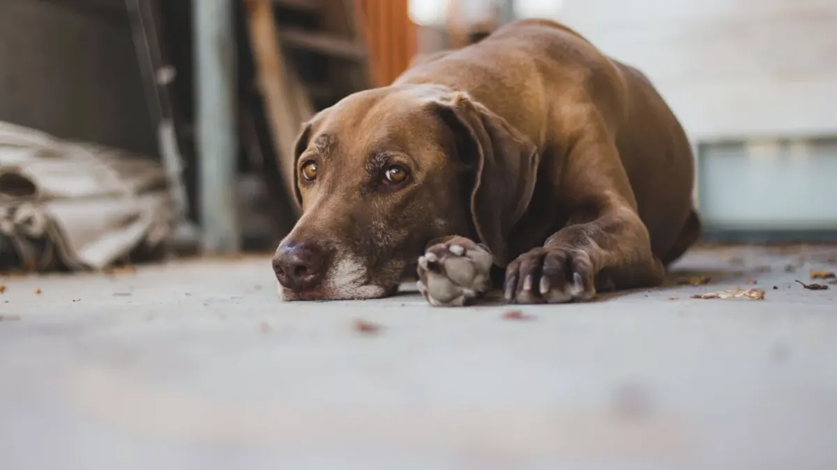 Dog resting by a window