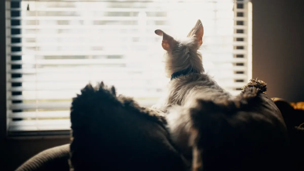 Dog resting by a window