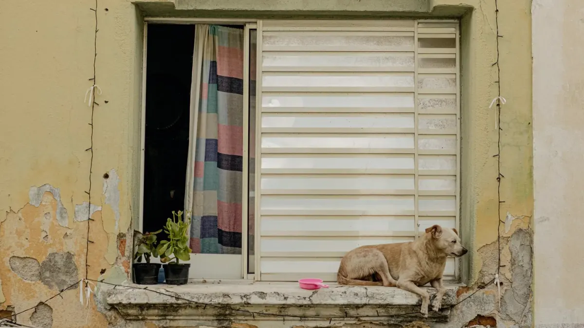 Dog resting by a window